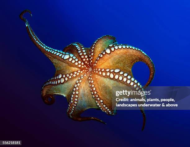 octopus - octopus stock pictures, royalty-free photos & images