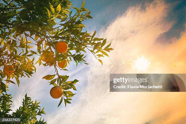 oranges hanging from a tree with sun - orange branch stock pictures, royalty-free photos & images