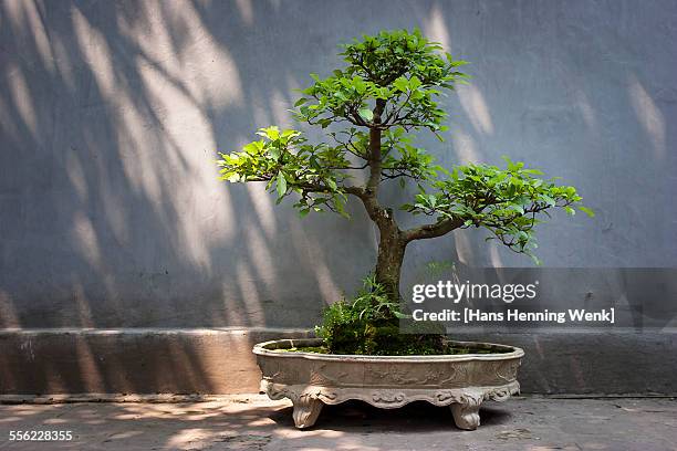 bonsai tree - bonsai tree stock pictures, royalty-free photos & images