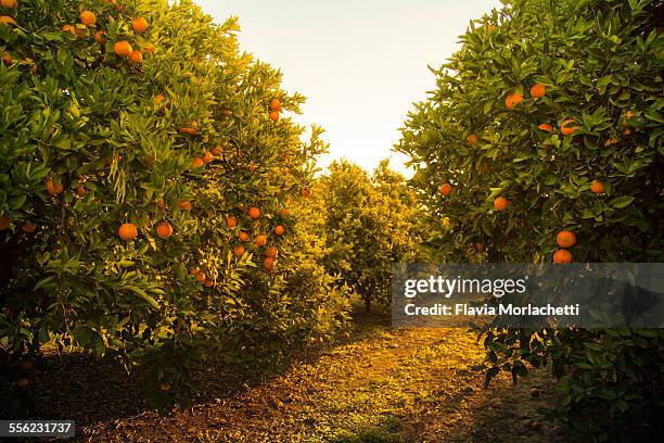 orange orchard at sunset - pomar imagens e fotografias de stock