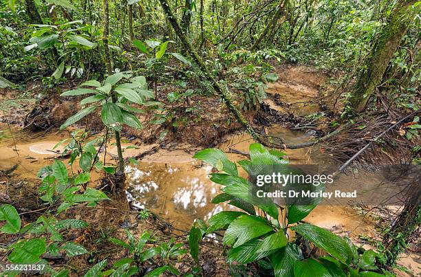 small stream in the rainforest, ecuador - amazon vines stock pictures, royalty-free photos & images