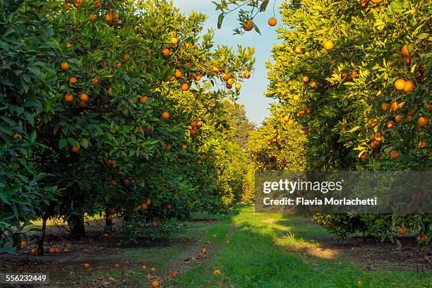 orange orchard - orange orchard bildbanksfoton och bilder