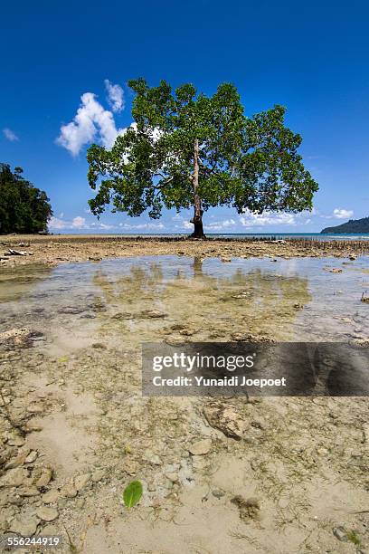 the tree and the sea - derawan island stock pictures, royalty-free photos & images