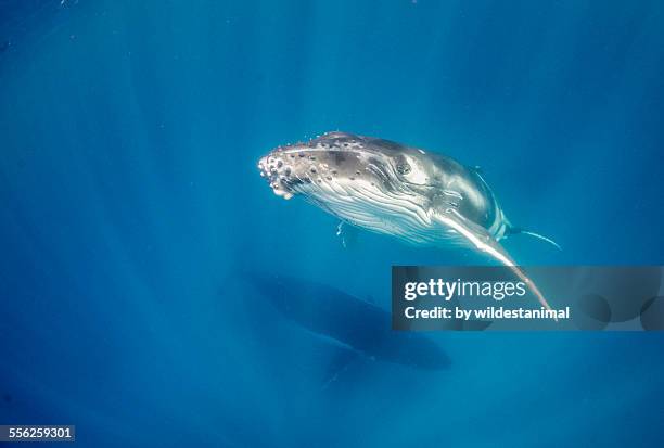 humpback and sunrays - haapai islands stock pictures, royalty-free photos & images