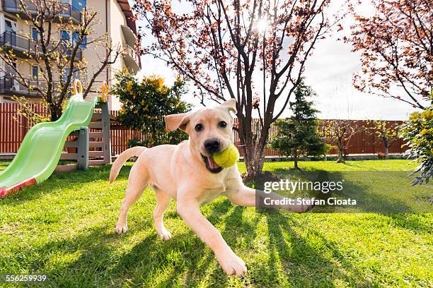 game mode on - dog and ball photos et images de collection