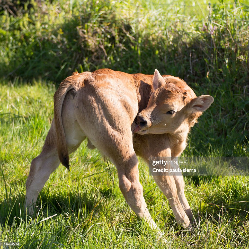 Licking