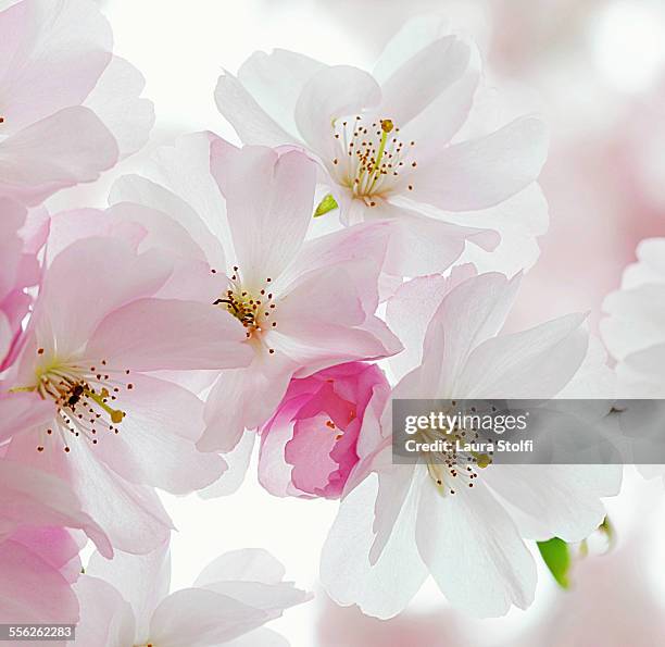 macro of sour cherry tree pink & white flowers - cerezos en flor fotografías e imágenes de stock