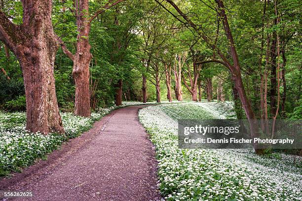 forest trail with blooming wild garlic - mannheim stock-fotos und bilder