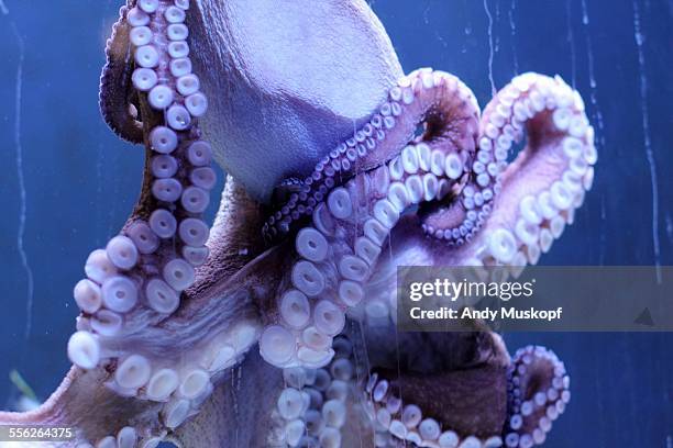 octopus - octopus aquarium stock pictures, royalty-free photos & images