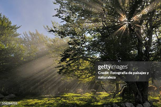 lights in the forest - paisajes stock pictures, royalty-free photos & images