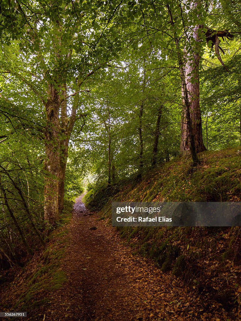 Path in forest