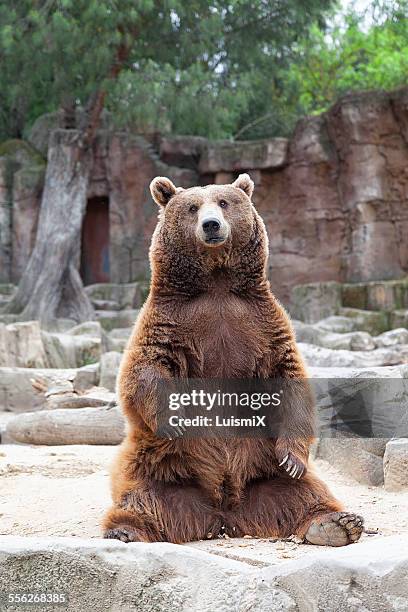 waiting for food - bear sitting stock pictures, royalty-free photos & images