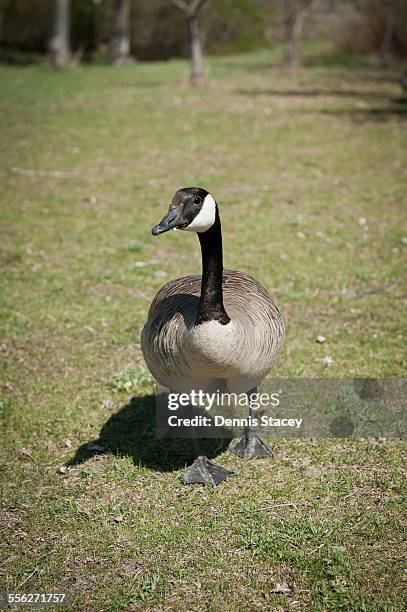 Goosie Step 292 Goose Step Stock Photos, High-Res Pictures, and Images - Getty Images