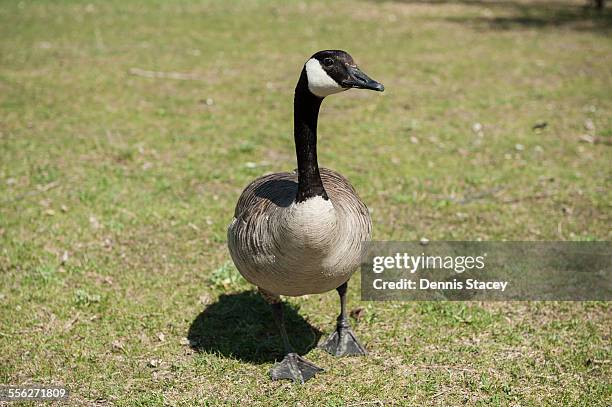Goose Step Photos and Premium High Res Pictures - Getty Images