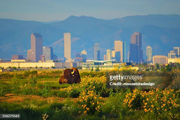 buffalo and the denver skyline - denver stock pictures, royalty-free photos & images