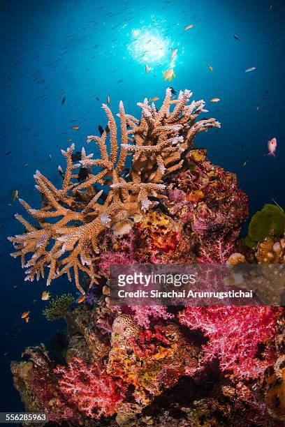 reef scene at anita's reef, similan islands. - similan islands stock pictures, royalty-free photos & images