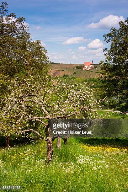 apple tree and maria im weingarten church - volkach stock pictures, royalty-free photos & images