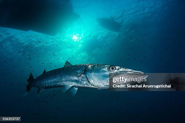 great barracuda (sphyraena barracuda) under boats - barracuda stock pictures, royalty-free photos & images