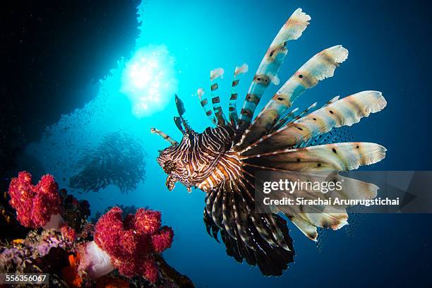 red lionfish (pterois volitans) swims in a reef - lionfish stock pictures, royalty-free photos & images