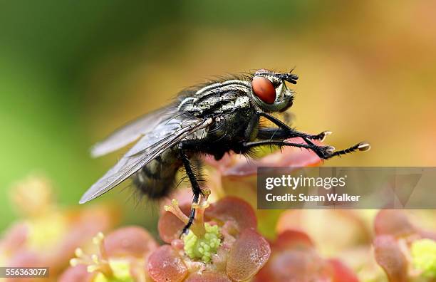 flesh fly (sarcophagidae) - mosca de la carne fotografías e imágenes de stock