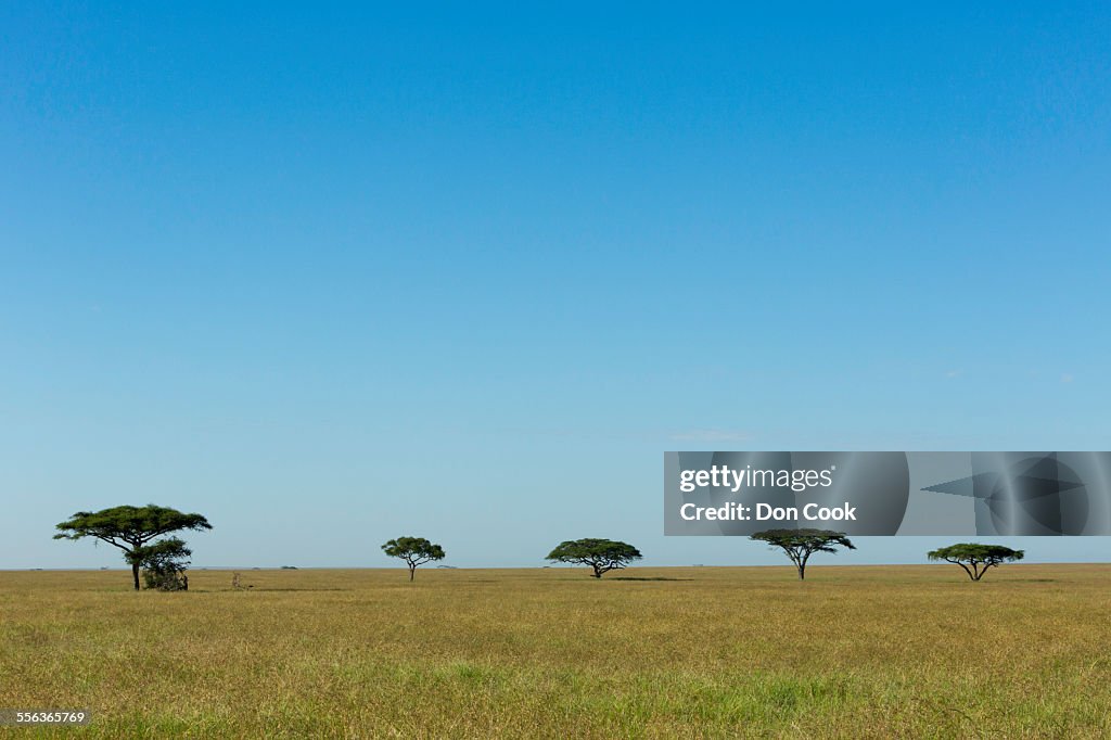 Umbrella Acacia Trees In Serengeti National Park