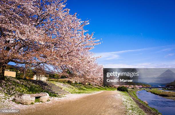 the long row of cherry blossom trees - 河川敷 ストックフォトと画像