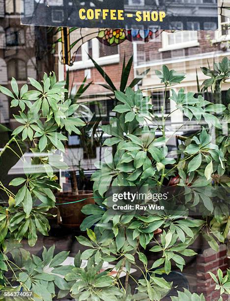 cannabis coffee shop - amsterdam cafe stock pictures, royalty-free photos & images