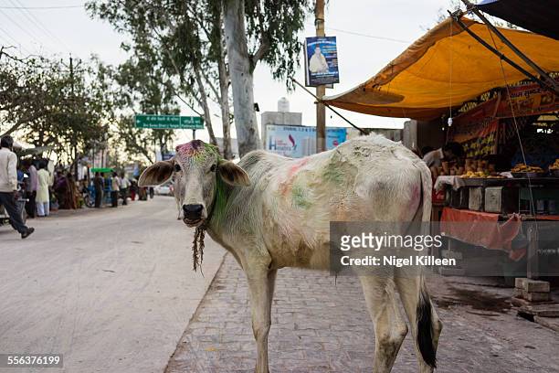 holi cow - uttar pradesh stock pictures, royalty-free photos & images