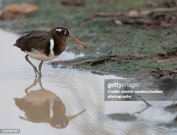 greater painted snipe - greater painted snipe stock pictures, royalty-free photos & images