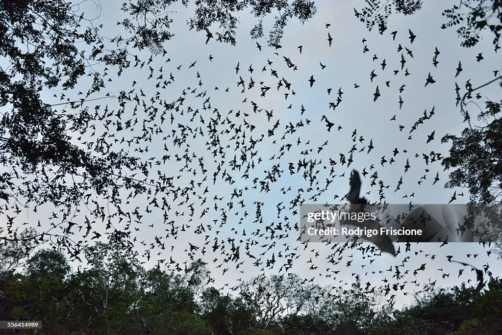 Bats leaving cave to feed at sunset, Calakmul Biosphere Reserve, Campeche, Mexico