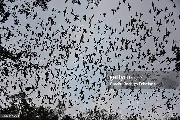 bats leaving cave to feed at sunset, calakmul biosphere reserve, campeche, mexico - bats flying ストックフォトと画像