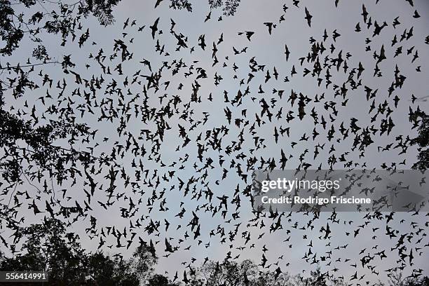 bats leaving cave to feed at sunset, calakmul biosphere reserve, campeche, mexico - campeche stock pictures, royalty-free photos & images