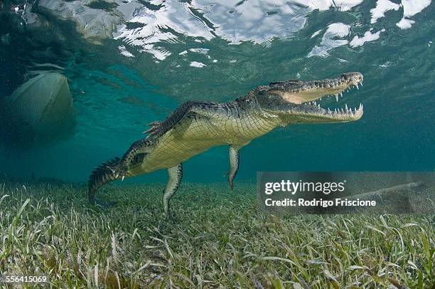 1,585 Sea Crocodile Stock Photos, High-Res Pictures, and Images