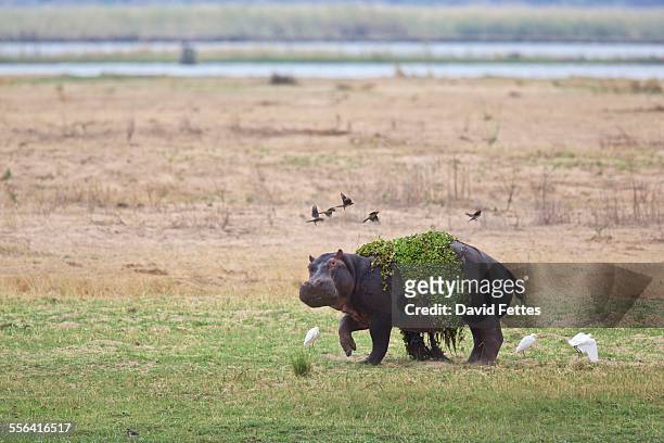 hippopotamus (hippopotamus amphibius), mana pools national park, zimbabwe, africa - hippo bildbanksfoton och bilder