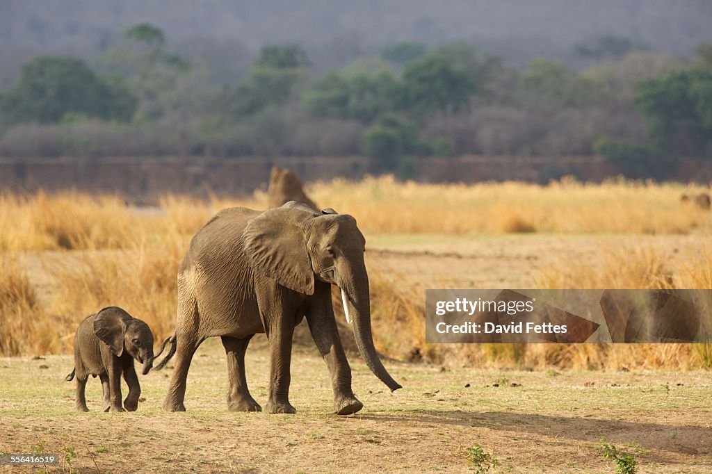 African elephant calf with parent (Loxodonta africana), Mana Pools National Park, Zimbabwe, Africa
