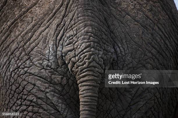 close up of african elephants rump and tail - hinterteil stock-fotos und bilder