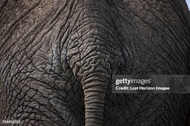 close up of african elephants rump and tail - rear end stock pictures, royalty-free photos & images