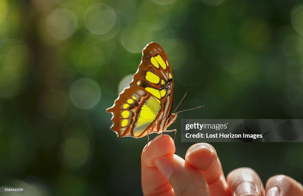 Butterfly on womans finger