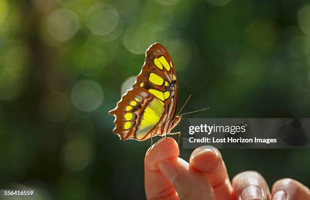 butterfly on womans finger - butterfly hand imagens e fotografias de stock