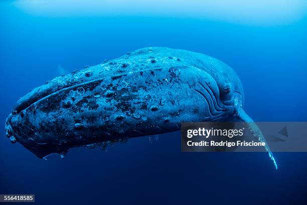 a female humpback resting in the depths around roca partida island, mexico - revillagigedo stock pictures, royalty-free photos & images