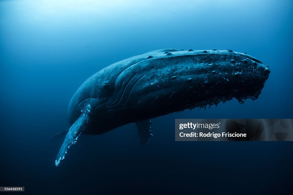 Humpback whale (Megaptera novaeangliae) swimming in the deep, Roca Partida, Revillagigedo, Mexico