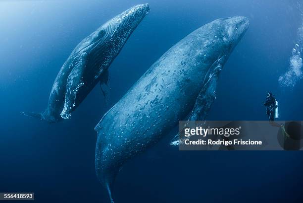 scuba diver approaches adult female humpback whale (megaptera novaeangliae) and younger male escort, roca partida, revillagigedo, mexico - majestätisch stock-fotos und bilder