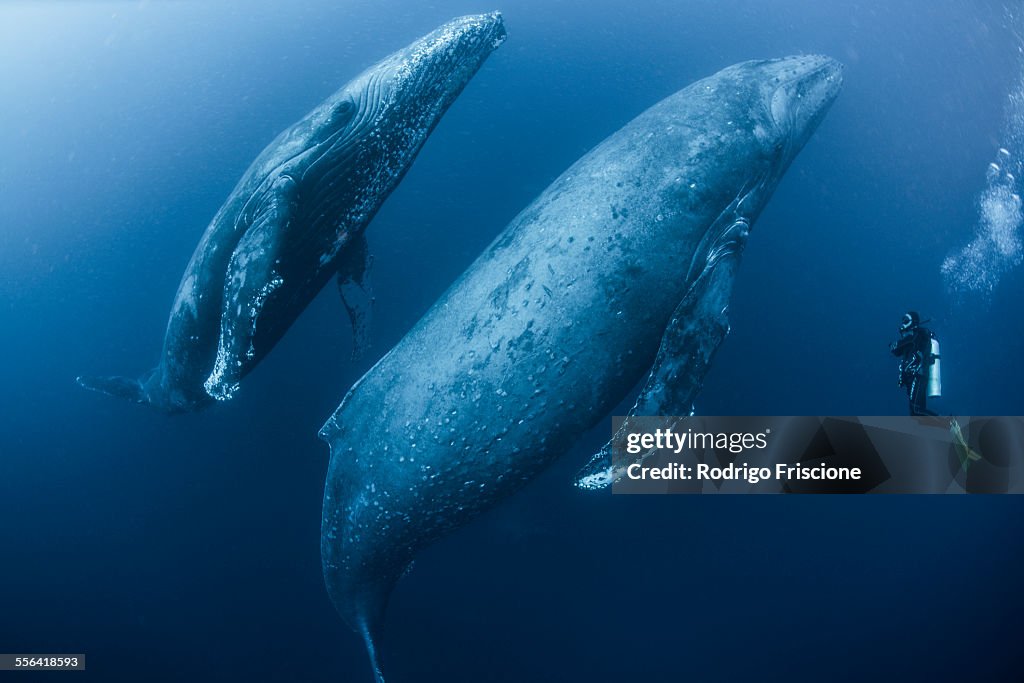 Scuba diver approaches adult female humpback whale (Megaptera novaeangliae) and younger male escort, Roca Partida, Revillagigedo, Mexico