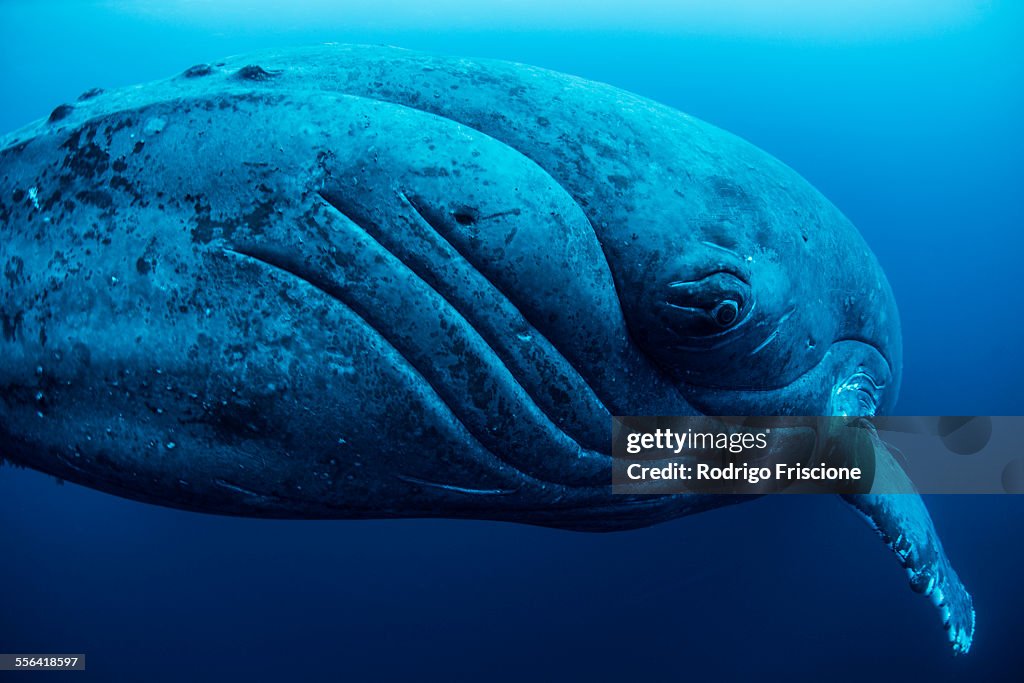 Curious female humpback whale, closeup, Roca Partida, Revillagigedo, Mexico