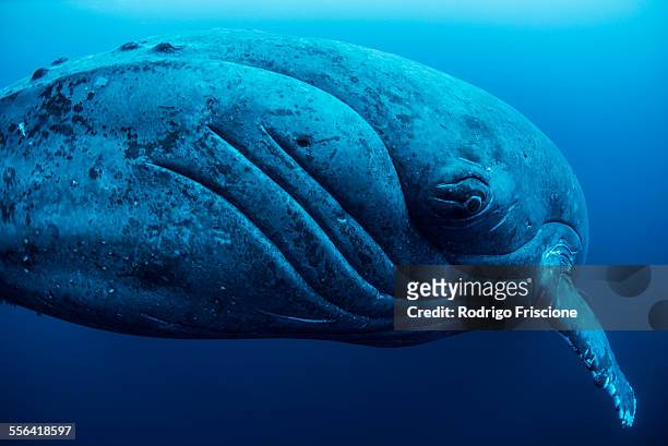 curious female humpback whale, closeup, roca partida, revillagigedo, mexico - narval fotografías e imágenes de stock