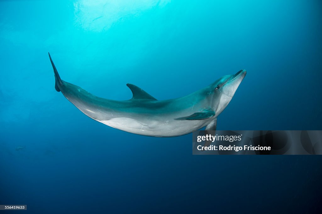 Wild dolphin swimming, San Benedicto, Revillagigedo, Mexico