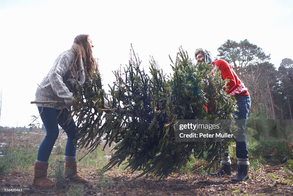 Young man lifting Christmas tree in woods