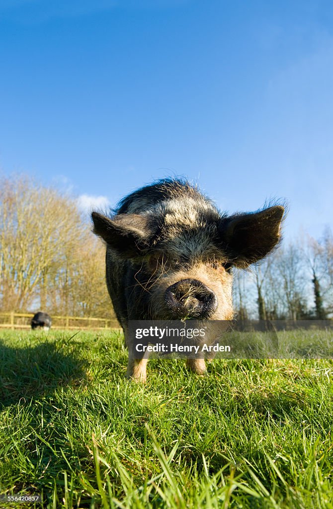 Vietnamese Pot-Bellied Pig