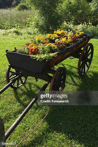 garden in a wagon - saaremaa island stock pictures, royalty-free photos & images