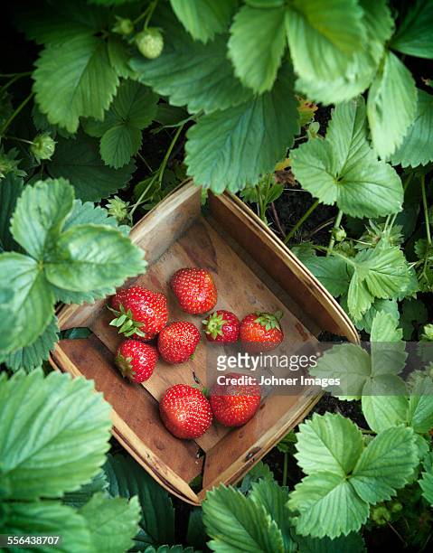 strawberries in box - strawberry stock pictures, royalty-free photos & images
